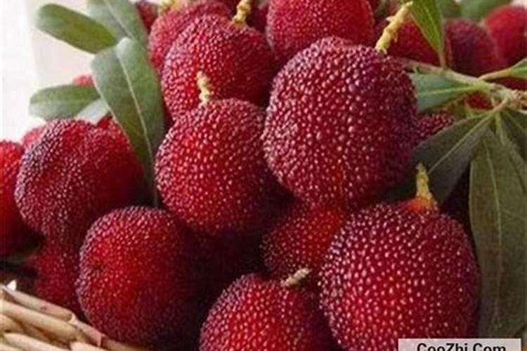 杨梅树施什么肥料好