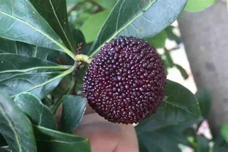 施什么肥使杨梅果子大