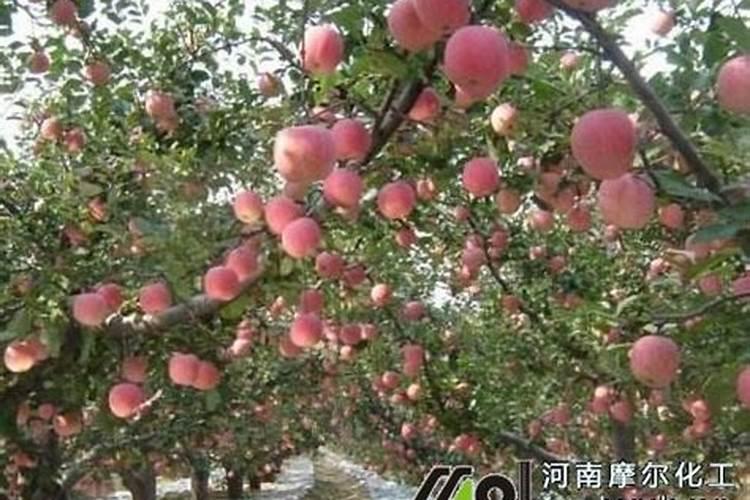果树用水溶肥好还是复合肥好(复合肥可以兑水浇果树吗)