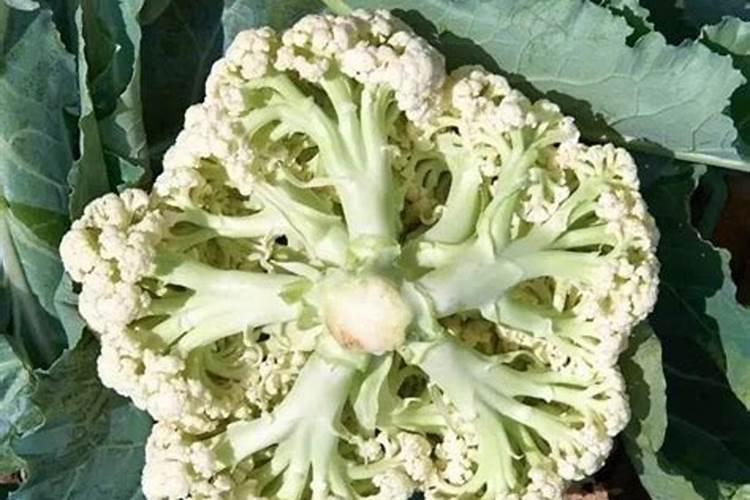 松花菜缺硼肥什么现壮