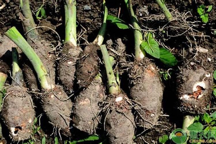 大葱种植高产施肥技巧 大葱种植高产施肥应该怎么做