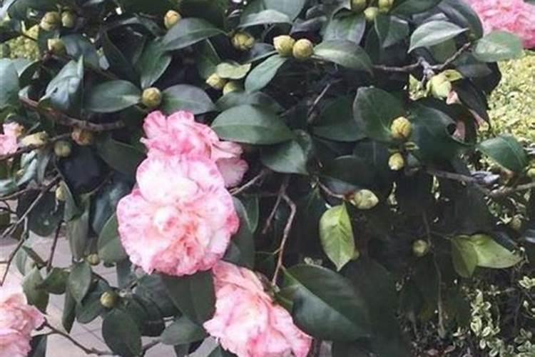 四季红山茶花怎么养四季红山茶花的养殖方法