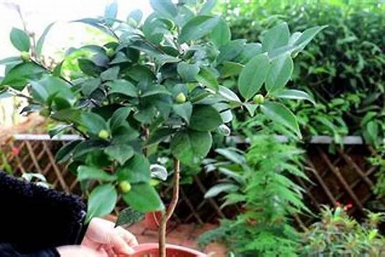 四季山茶花的养殖方法 四季山茶花怎么养殖