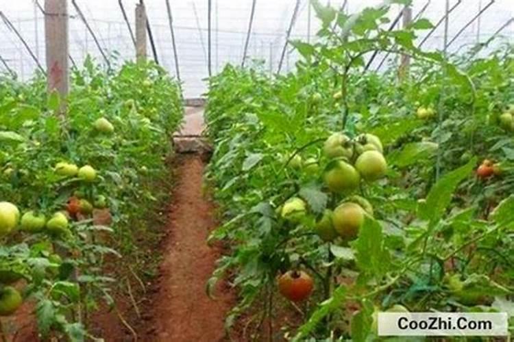 西红柿挂果后施什么肥