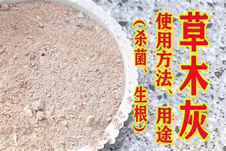 铁树用什么肥料