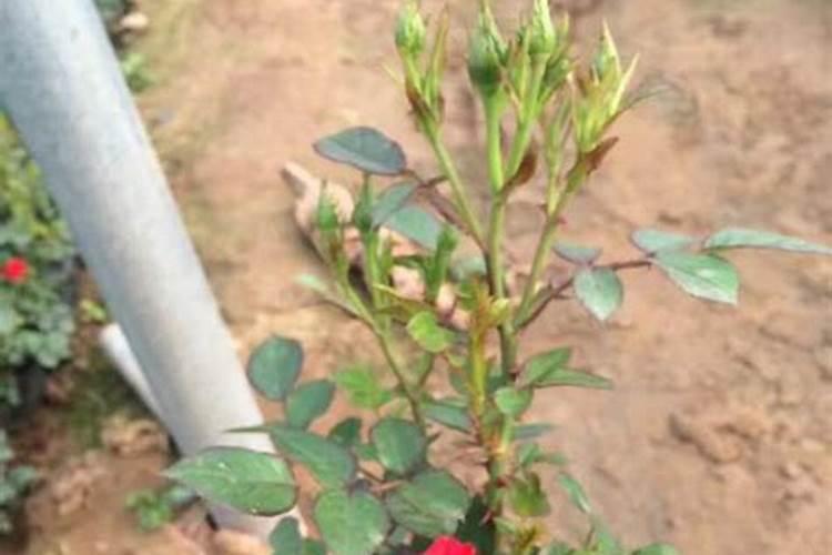 花卉速效复合肥使用方法 月季需要每天喷叶片吗