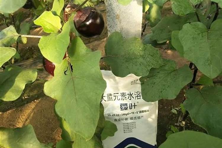 茄子炸果什么原因,怎么治疗,一直用的24d点的花？