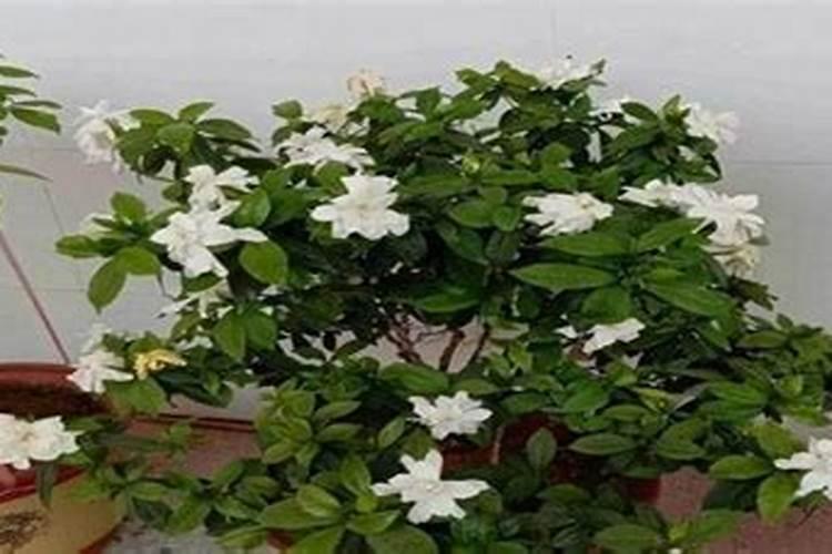 栀子花用什么肥料最好