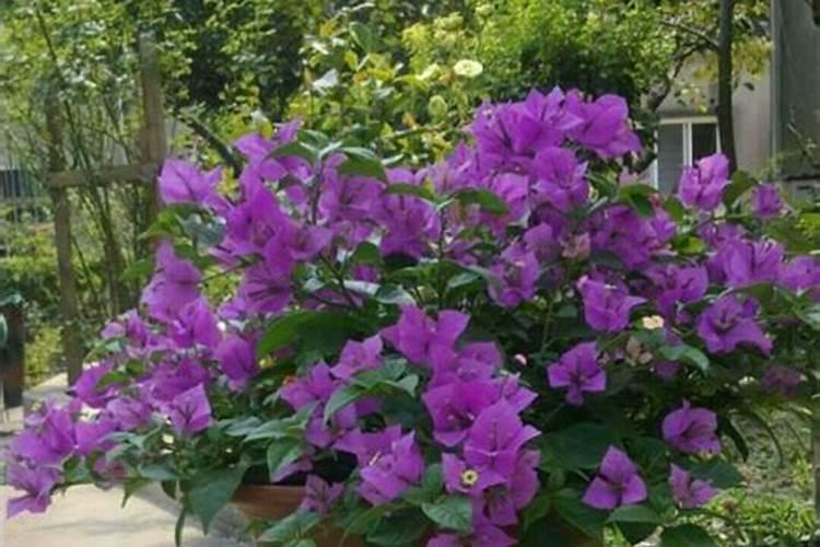 三角梅花期如何浇水施肥