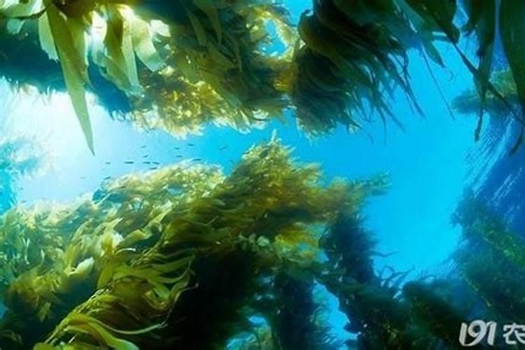 海藻肥都十年了,你还在被忽悠吗？一篇文章让你了解透