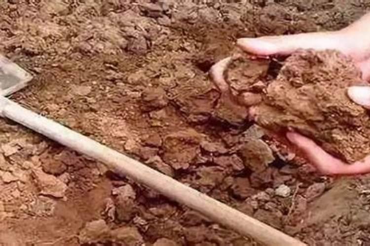 施用哪种氮肥最易引起土壤板结？