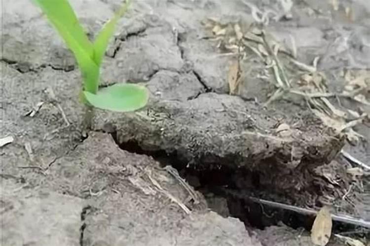 使用哪种氮肥引起土壤板结