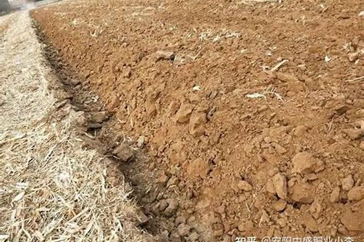 使用哪种氮肥引起土壤板结
