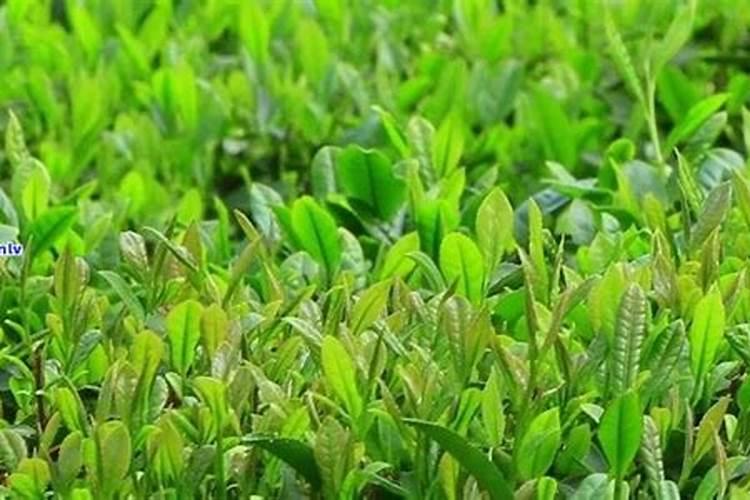 乌龙茶的好处？