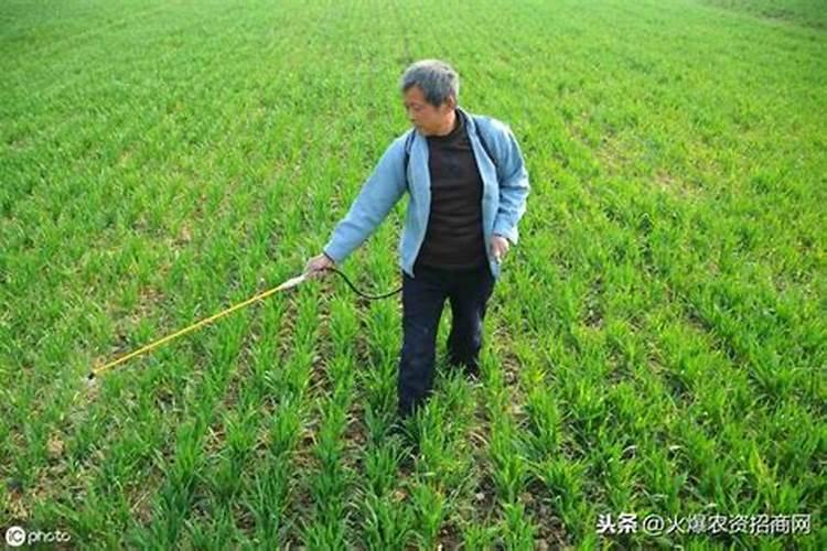 小麦喷施除草剂,加上叶面肥,除草效果会更好吗？