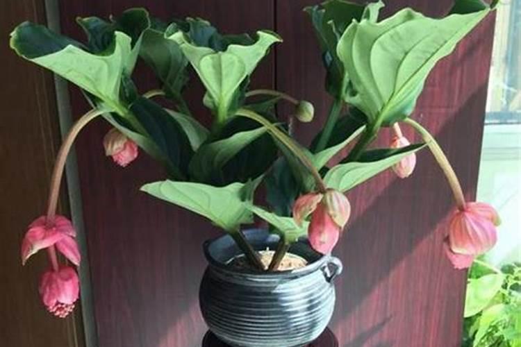 宝莲灯花修剪方法？宝莲灯花的修剪技巧分享