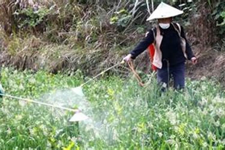 大棚充辛硫磷对辣椒芽有害吗？