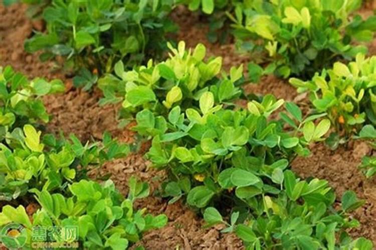 玉米底肥一次性施肥 氮磷钾 各用多少？