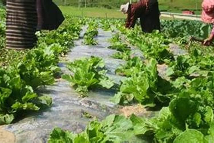 氮肥可以兑水浇花吗