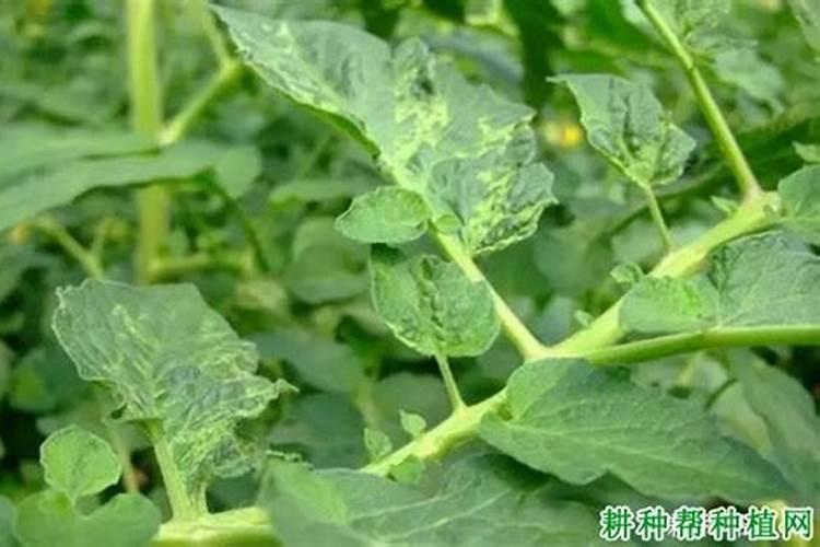 番茄打什么药好