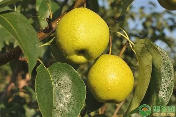 黄花梨用什么肥料施肥比较好