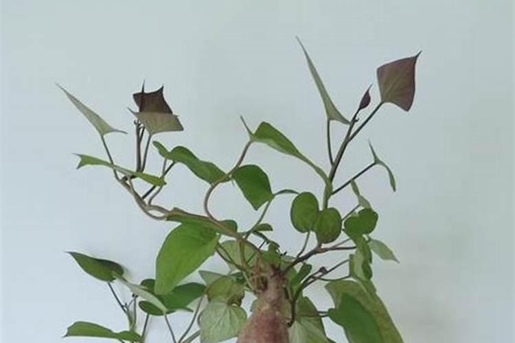红薯叶能水培吗