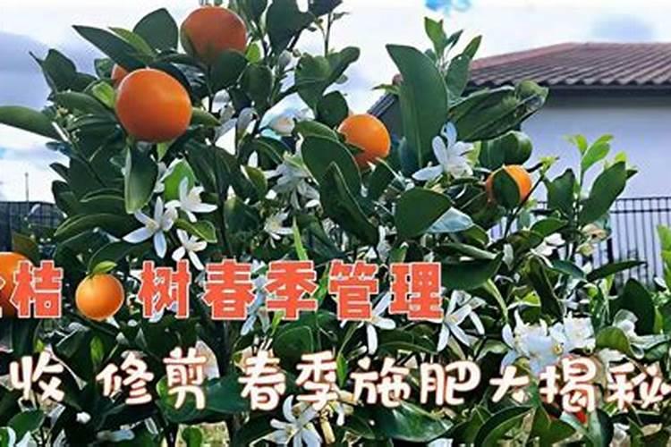 金桔落果怎么办