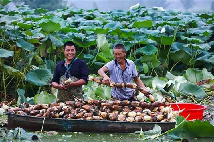 莲藕用什么肥料好？氯化钾好吗？