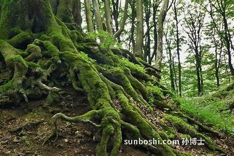 刚载桃树用什么肥料好,喜满地根魔方水溶肥