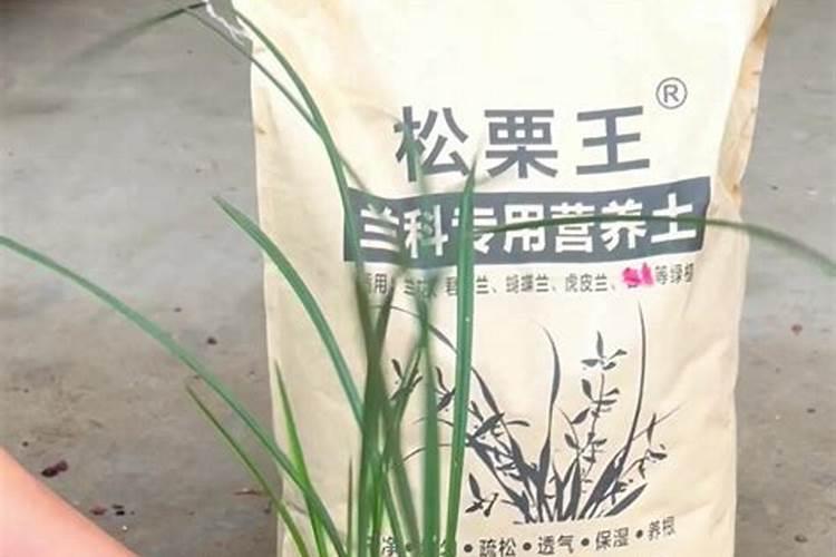兰花如何施肥