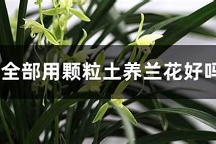兰花如何施肥呢？