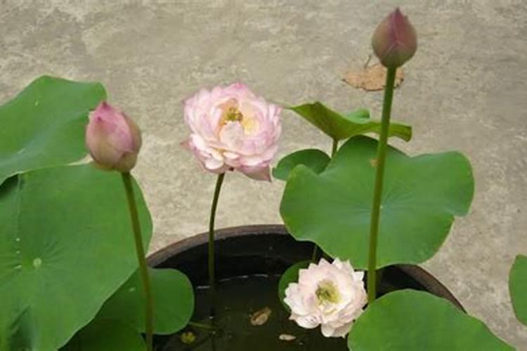 早熟莲藕怎样种植