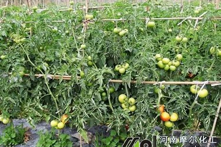 番茄生长要用几次硼肥