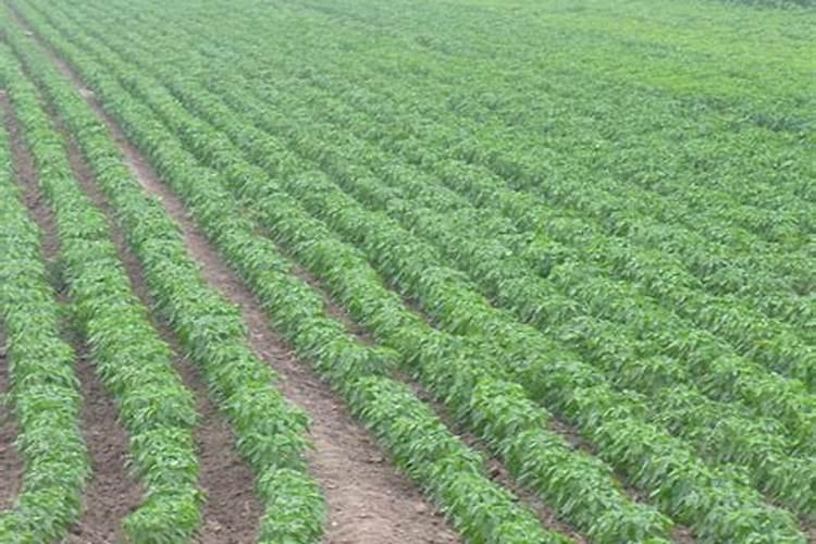 内蒙古有哪些比较出名的特产