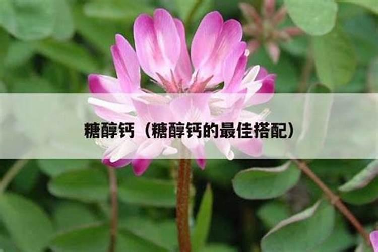 糖醇钙的最佳搭配