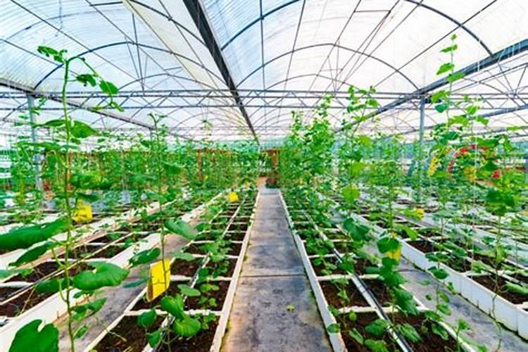 种菜为什么要用生石灰