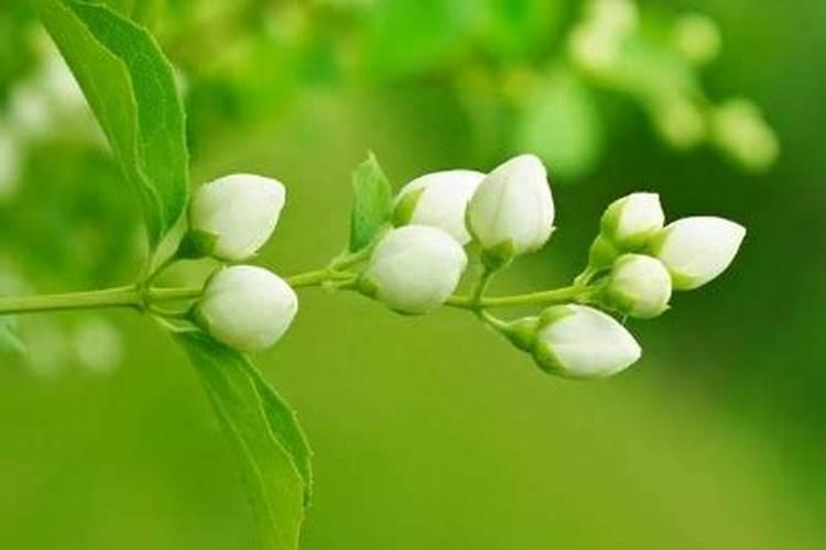 非洲茉莉的养殖方法和注意事项可以用磷酸二氢钾吗？