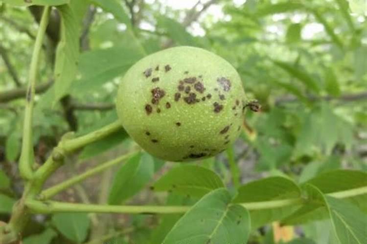 核桃树褐斑病用哪种杀菌剂好