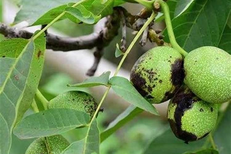 核桃树褐斑病用哪种杀菌剂好