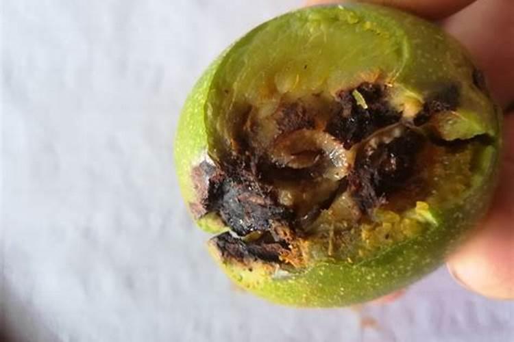 核桃树褐斑病用哪种杀菌剂好