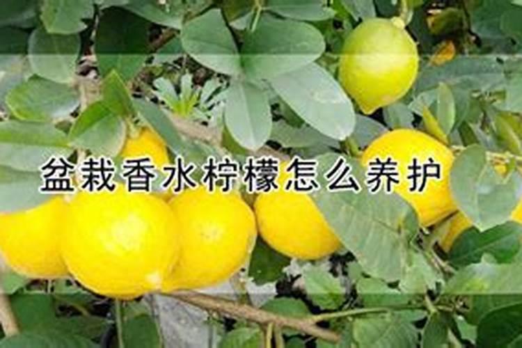 香水柠檬的大田种植方法图片