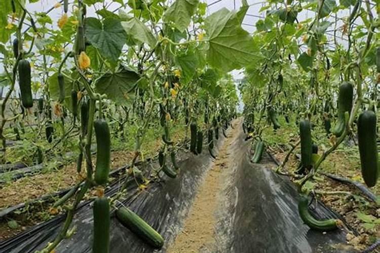 黄瓜用什么肥料做底肥好？黄瓜用什么肥料好？冲施什么肥料好？百度...