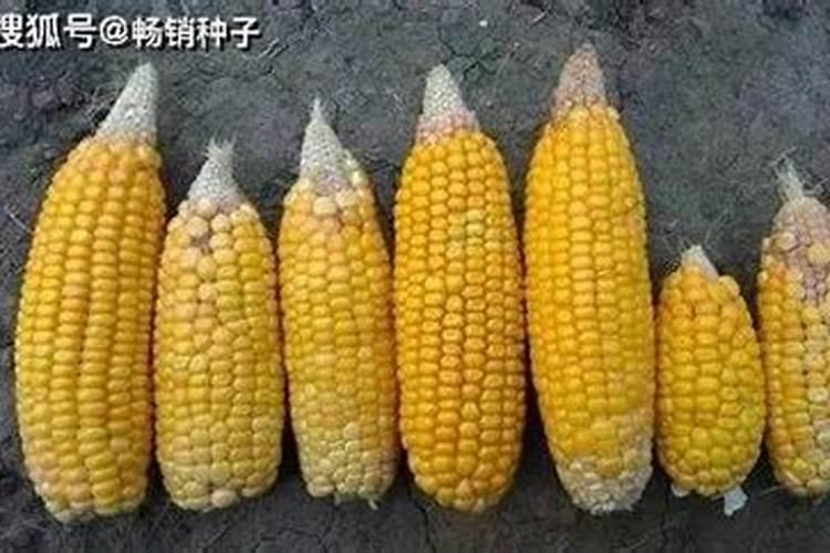 芸苔素内酯玉米可喷几次