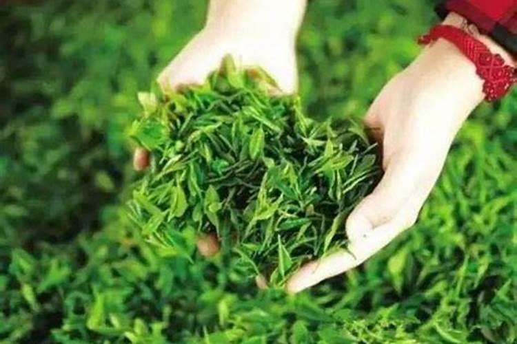 硼肥能做茶叶基肥吗？