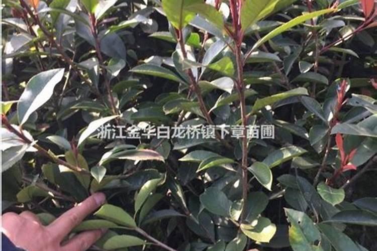 红叶石楠怎样种植成活率高