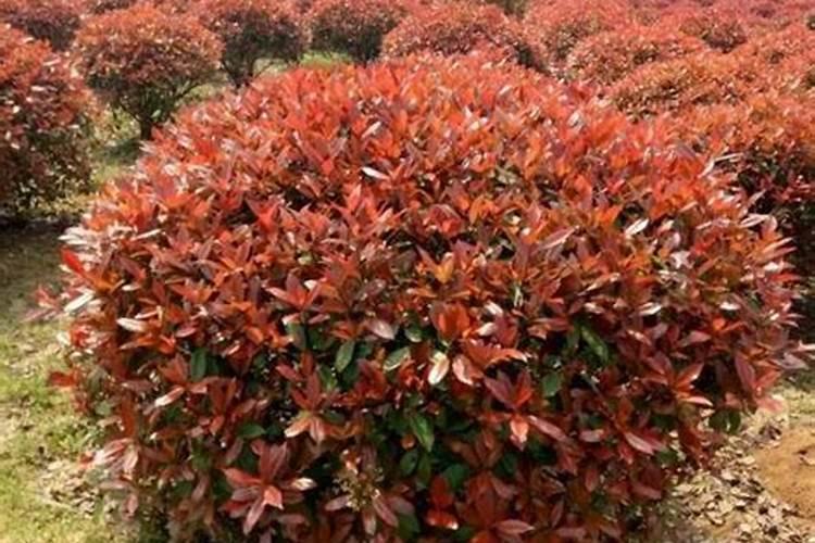 红叶石楠的快速育苗方法