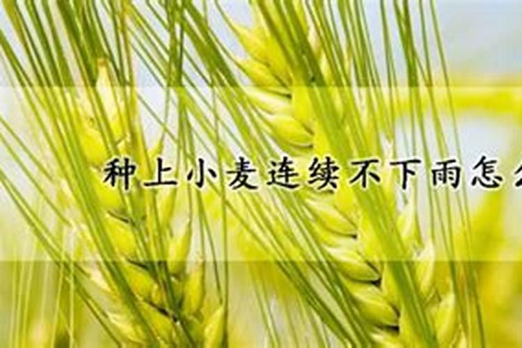 大葱几天要浇一次水 大葱如何浇水