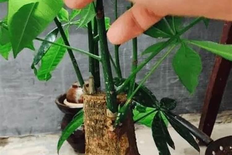 黑松刚换盆土可以喷叶面肥吗？