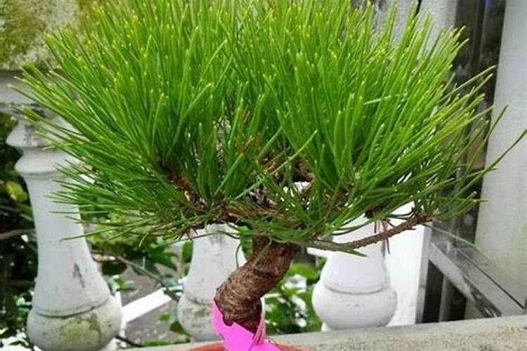 新买回来的黑松怎么养