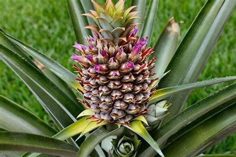 紫花凤梨多久浇一次水